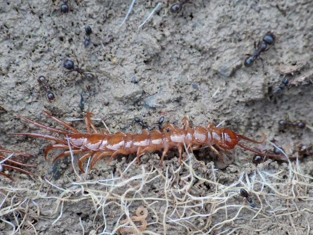 Lithobius sp. ospiti di Messor structor - Tolfa (RM) e Roma